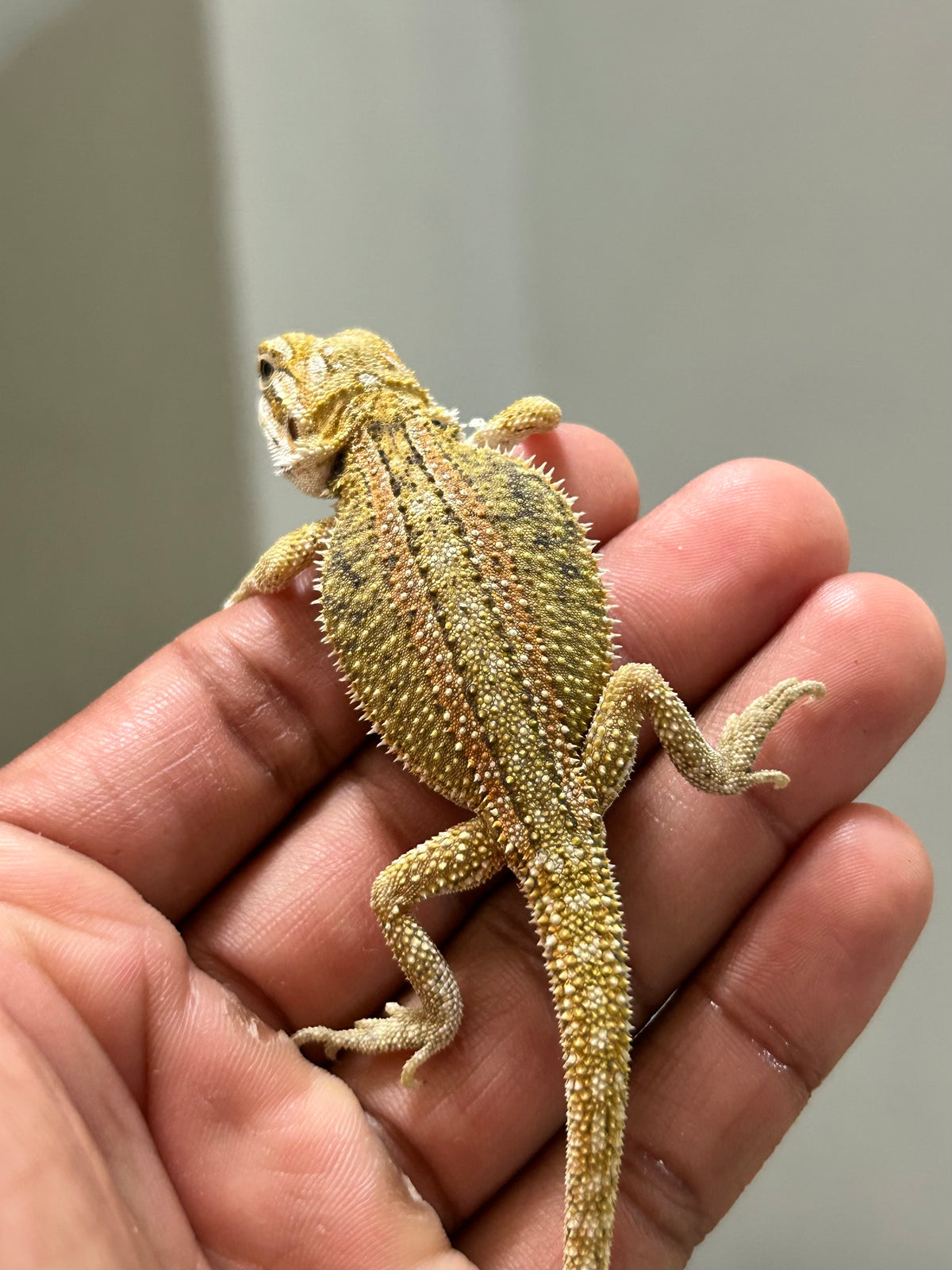 Pogona Citrus hypo dunner hembra