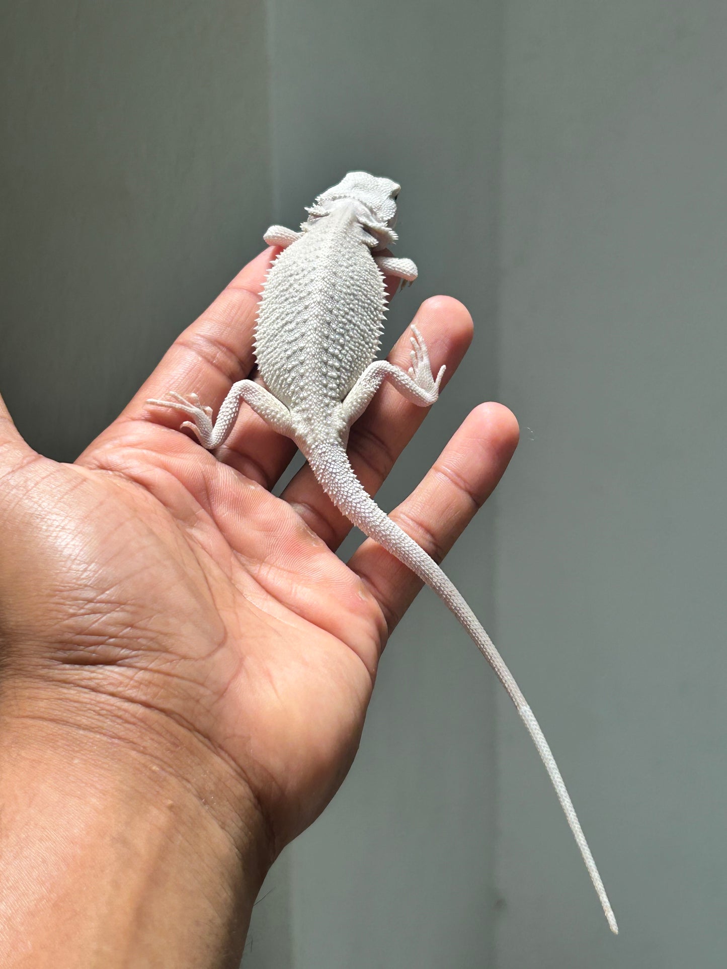 Pogona Hypo zero macho