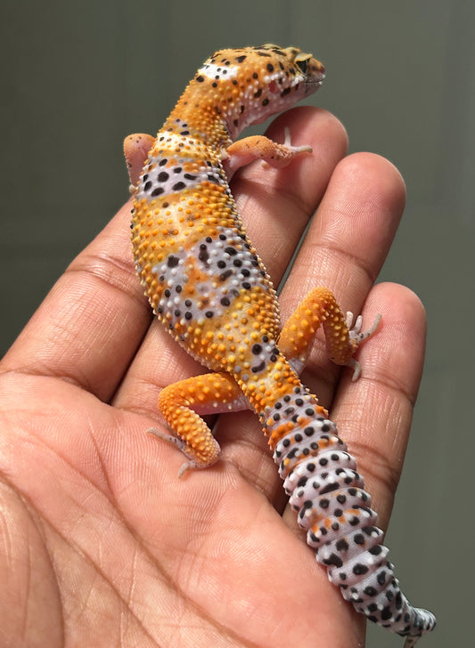 Gecko leopardo Blood hembra
