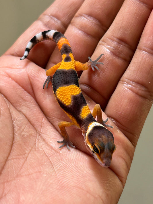 Gecko leopardo Blood inferno