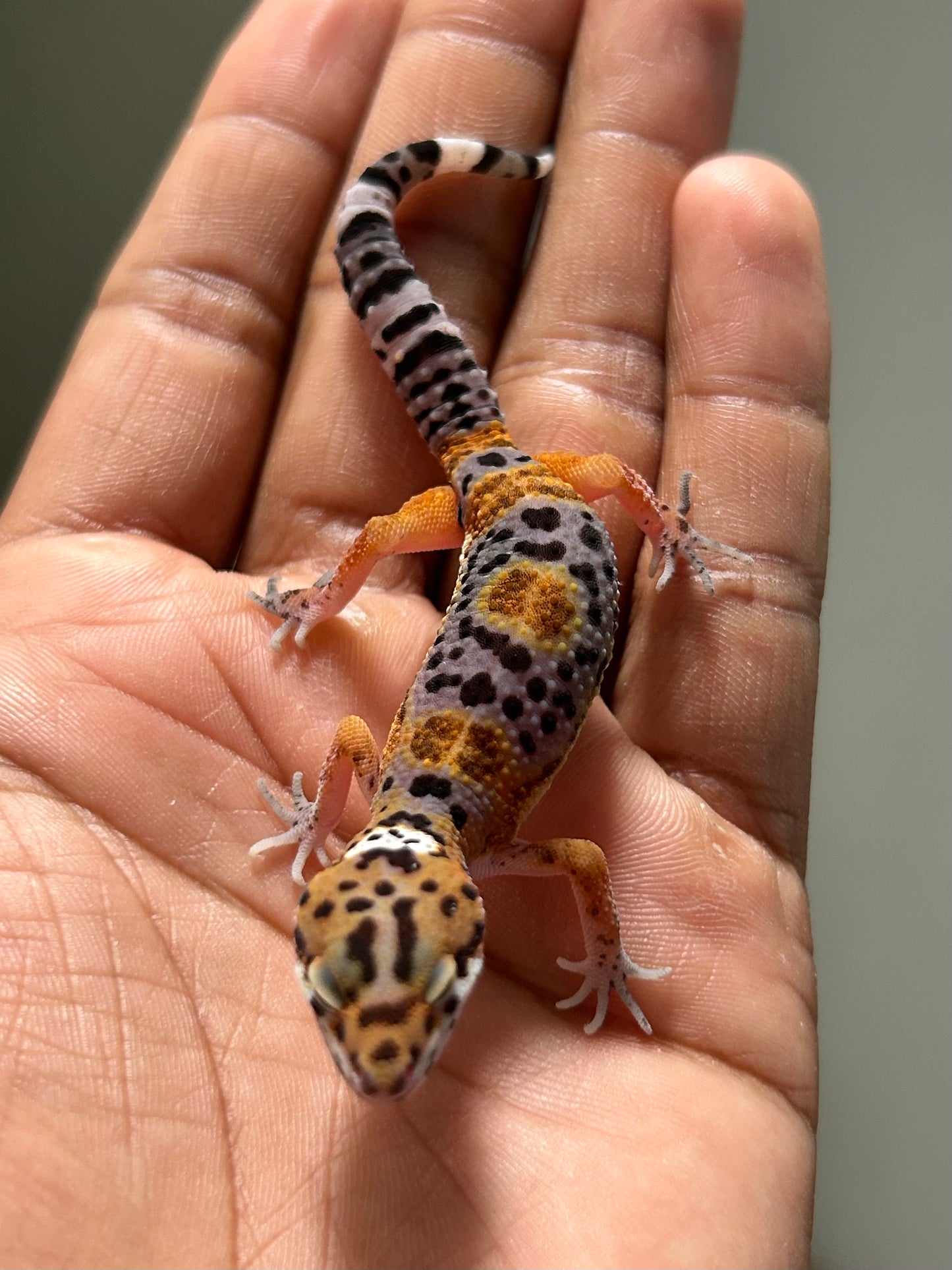 Gecko leopardo Noir dèsir macho