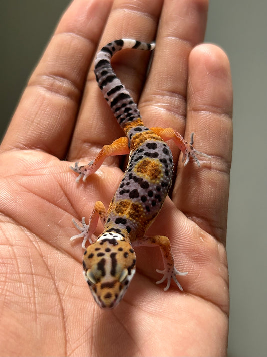 Gecko leopardo Noir dèsir macho