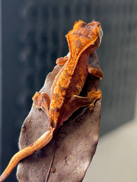 Gecko crestado red harlequin