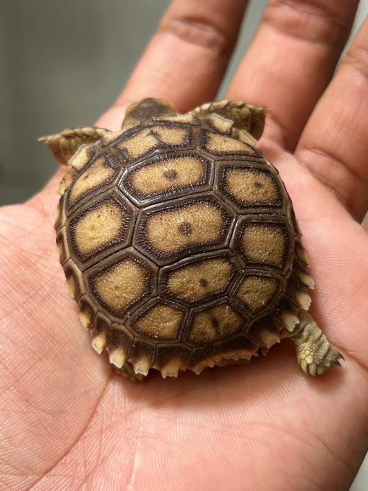 Tortuga sulcata cría