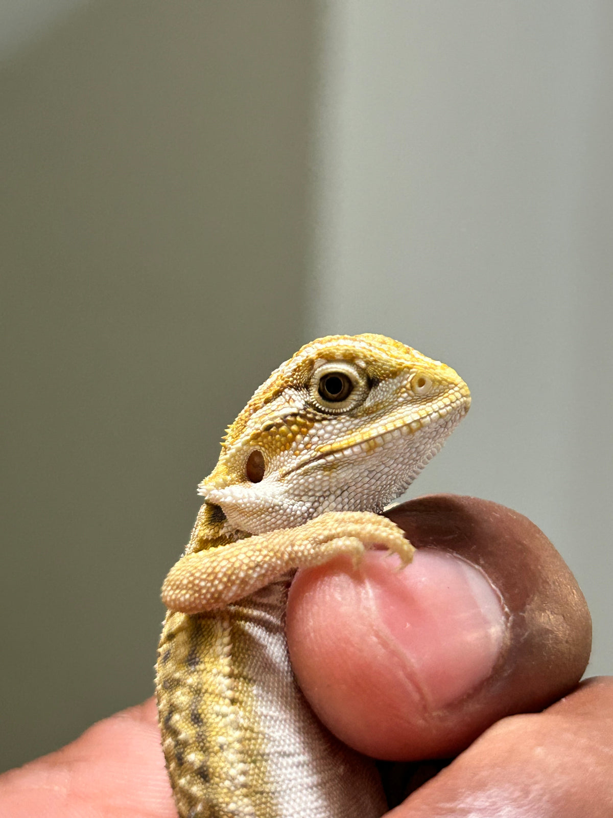 Pogona Citrus Hypo leatherback dunner macho