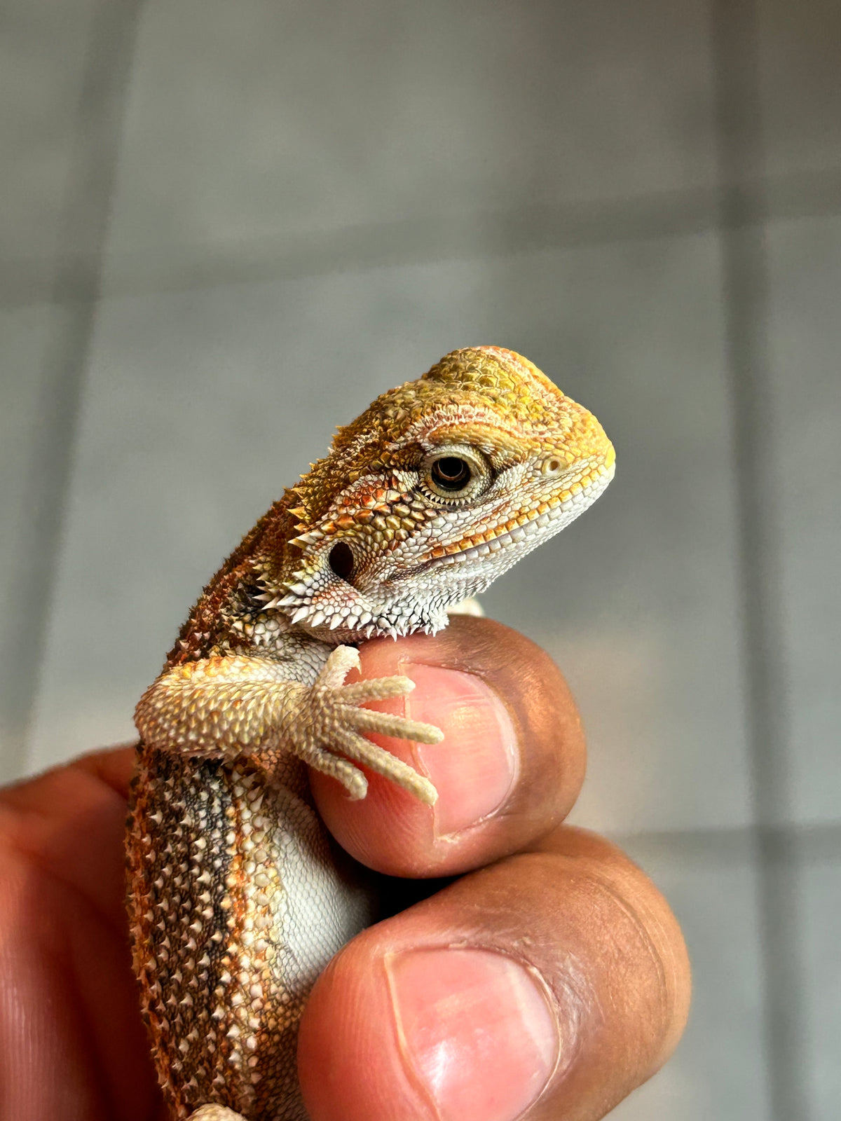 Pogona Orange hypo dunner hembra (Nip tail)