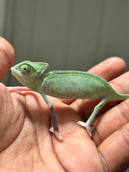 Camaleón de velo high pied hembra cría