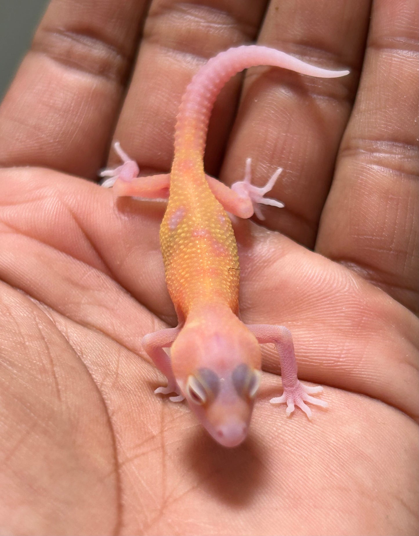 Gecko leopardo Blood raptor