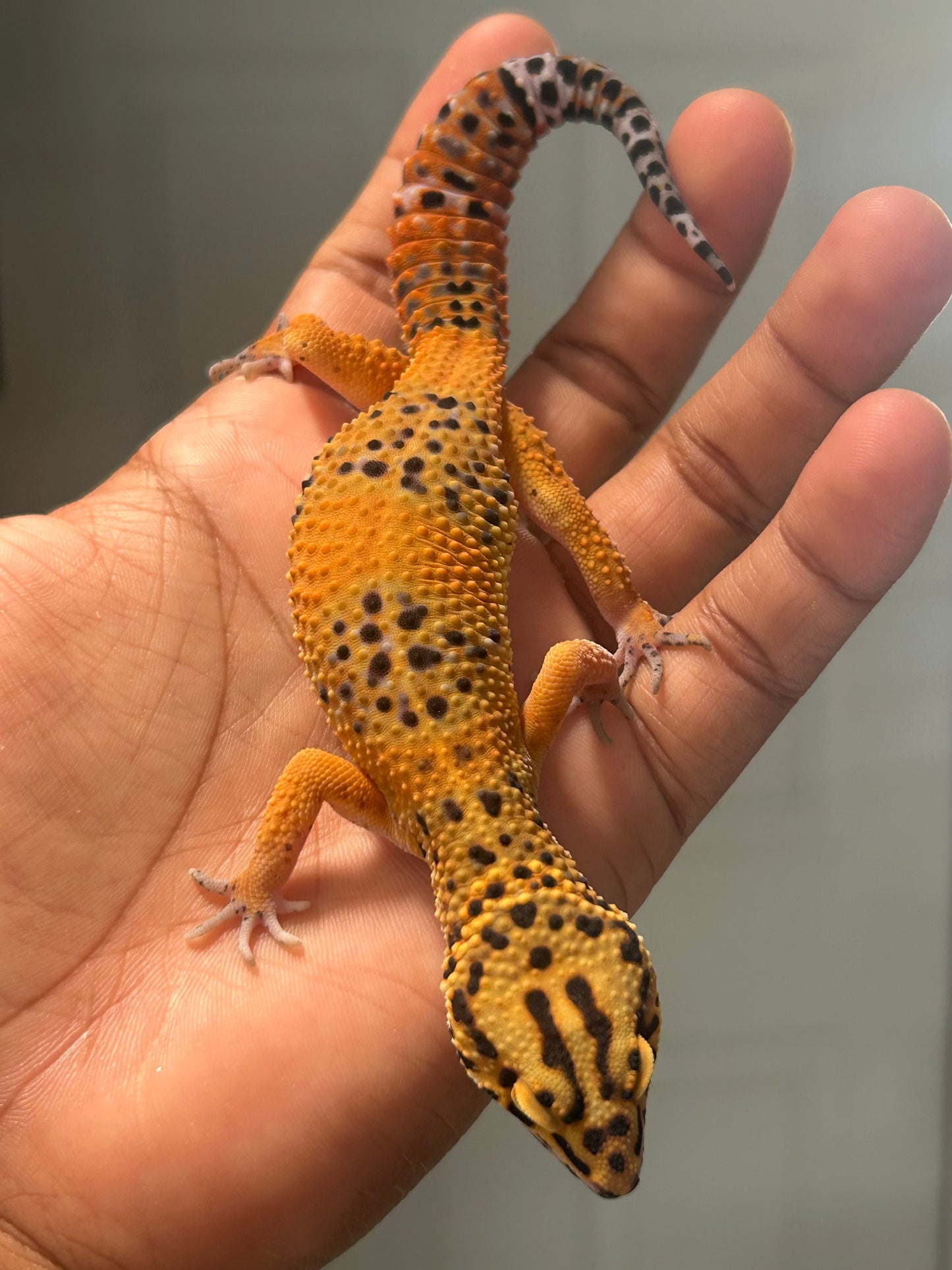 Gecko Leopardo Noir dèsir macho