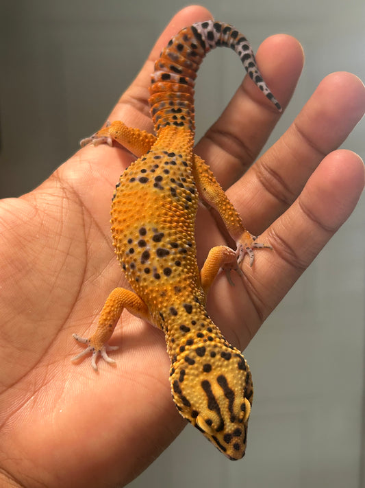 Gecko Leopardo Noir dèsir macho