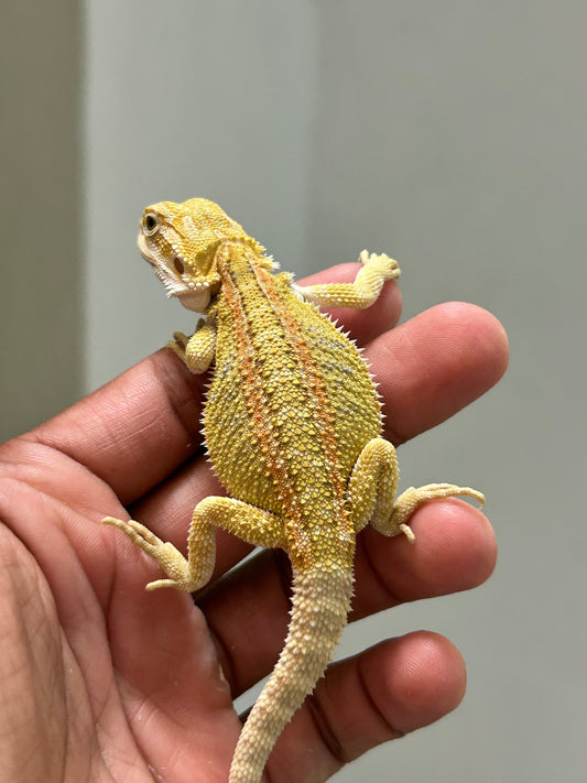 Pogona Citrus hypo macho