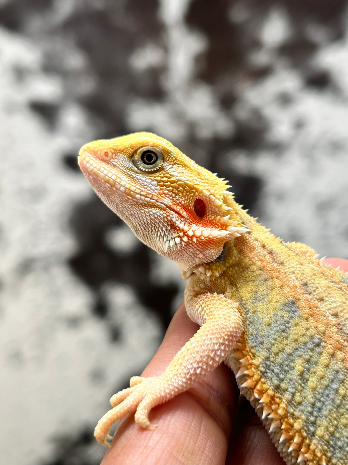 Pogona Orange Hypo trans hembra (Nip Tail)