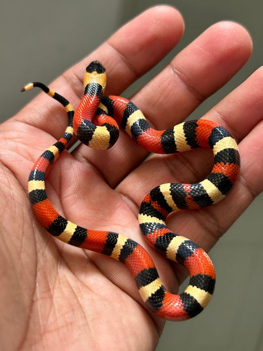 Serpiente falsa coral apricot macho