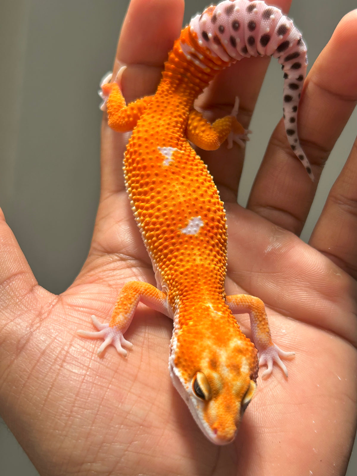 Gecko leopardo Blood inferno macho