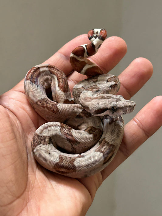 Boa colombiana Hypo macho (Detalle en cola)