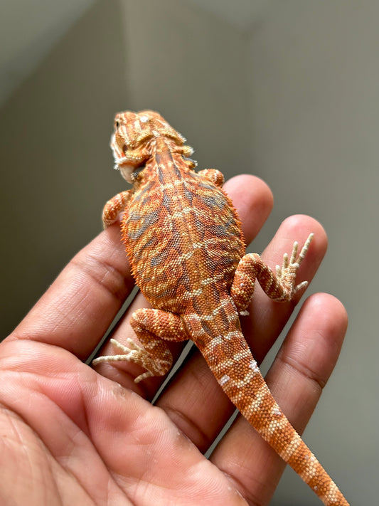 Pogona Chamuco leatherback hypo macho