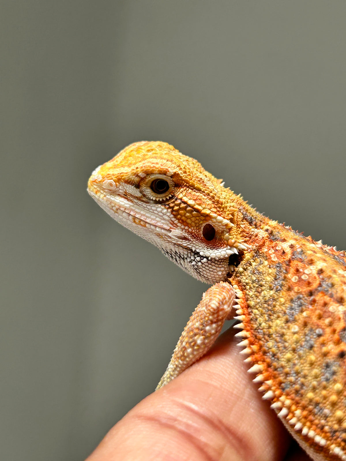 Pogona Orange hypo macho