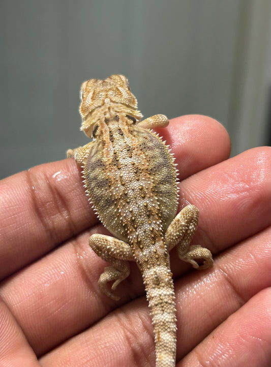 Pogona Nominal het hypo/witblits macho