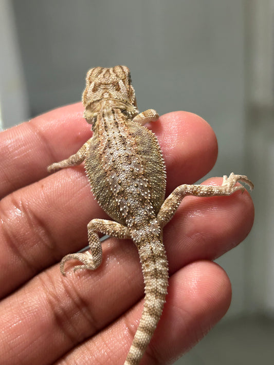 Pogona Nominal het hypo/witblits macho