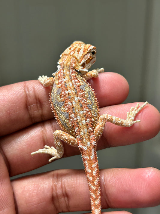 Pogona chamuco hypo dunner het trans macho