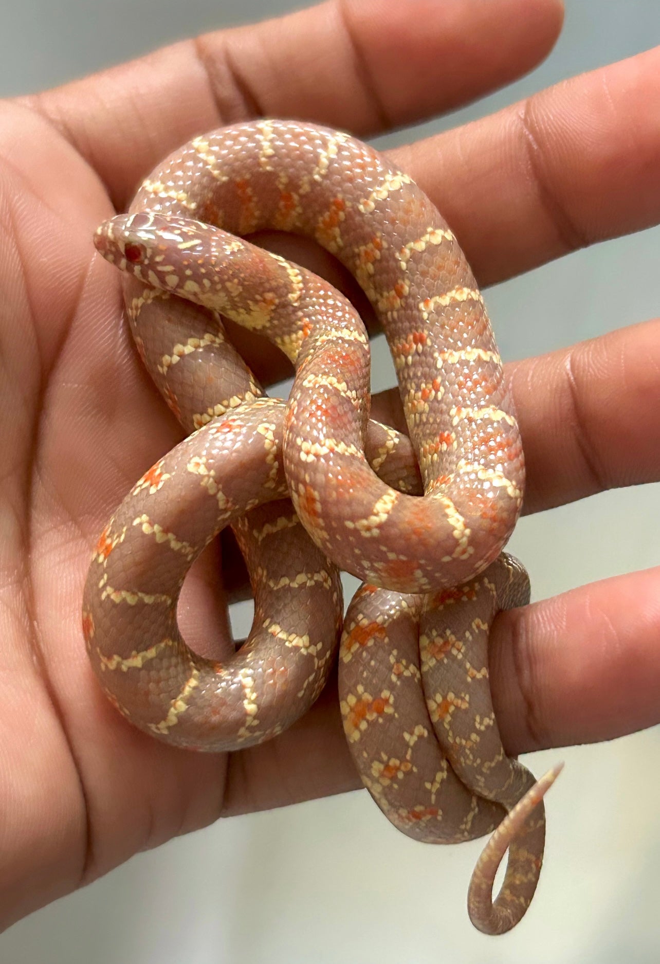 Serpiente Rey de brooks lavender hembra