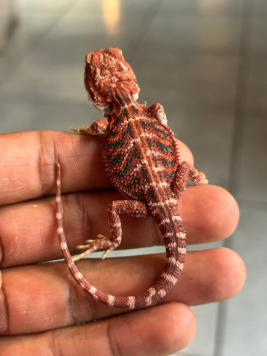 Reserva de Pogona Red Blue Tiger