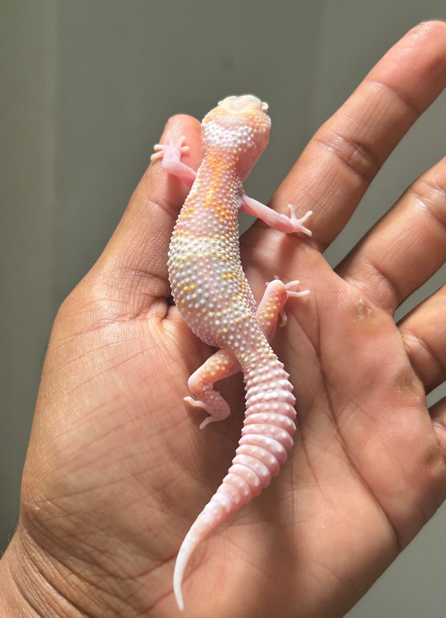 Gecko leopardo Snow Raptor hembra