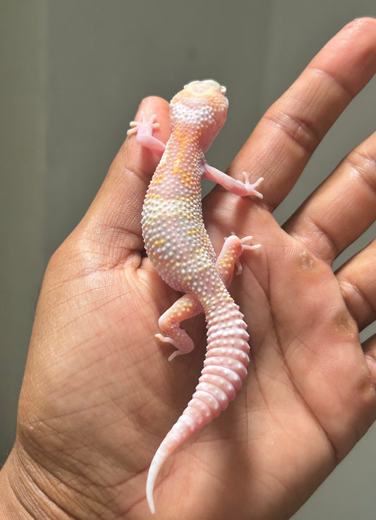 Gecko leopardo Snow Raptor hembra