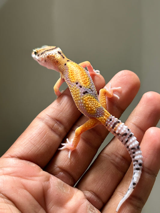 Gecko leopardo jungle macho