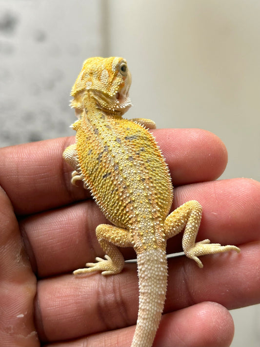 Pogona Citrus hypo hembra