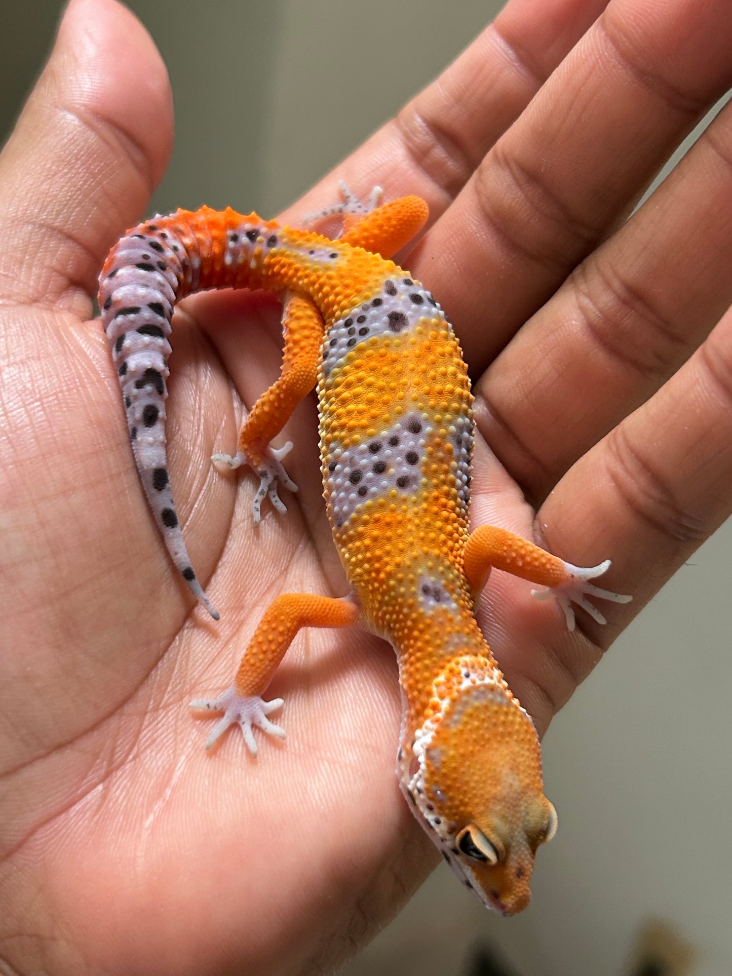 Gecko leopardo blood hembra