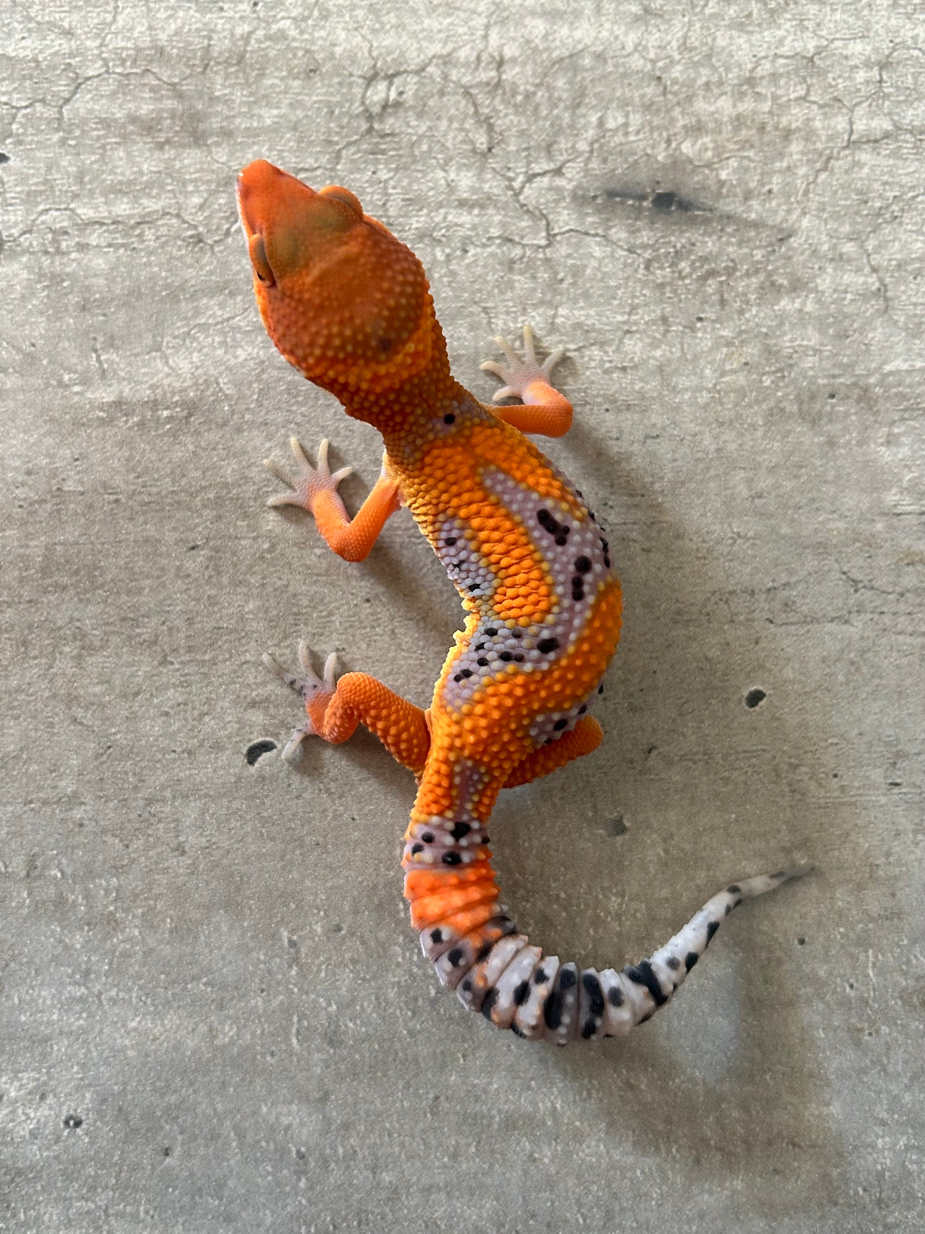 Gecko leopardo Blood inferno hembra – alfareptiles