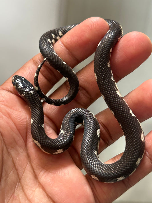 Serpiente rey de california mosaic macho