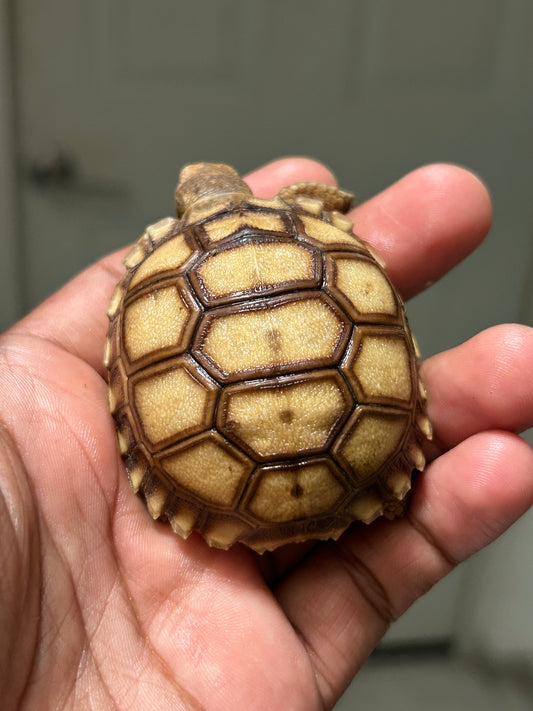 Tortuga sulcata cría