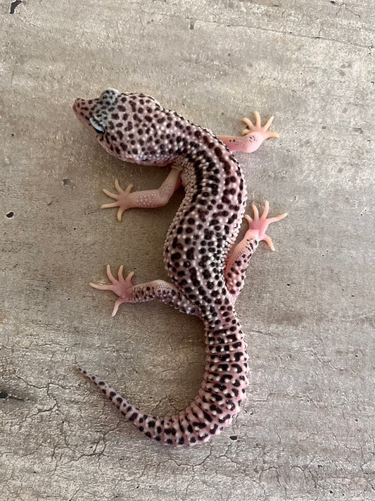 Gecko leopardo Super snow het tremper poss het eclipse macho