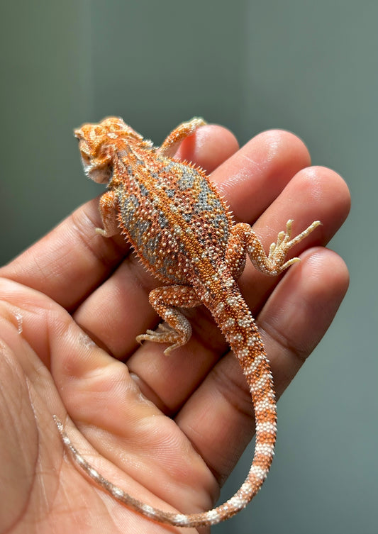 Pogona Red hypo dunner macho