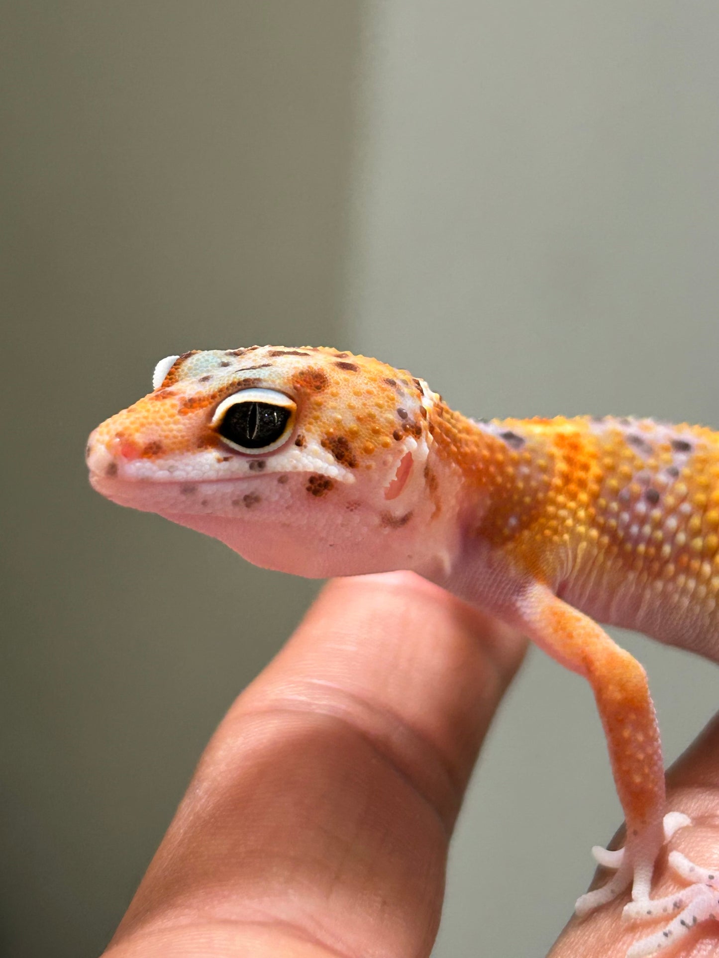 Gecko leopardo Blood inferno x Electric tangerine macho