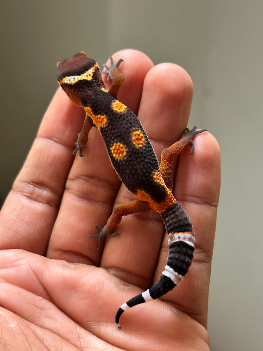 Gecko leopardo blood inferno
