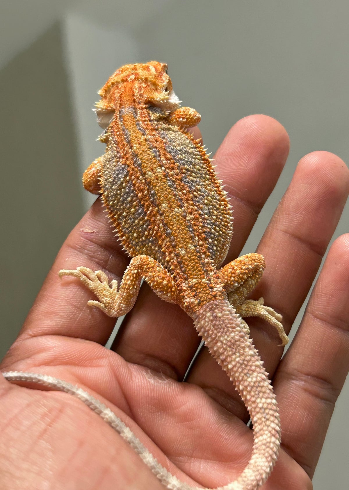 Pogona Orange hembra