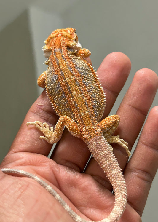 Pogona Orange hembra