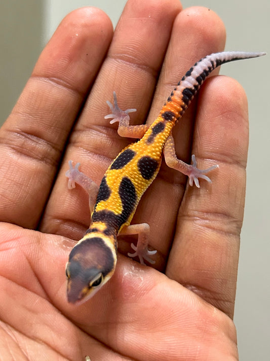 Gecko Leopardo blood inferno