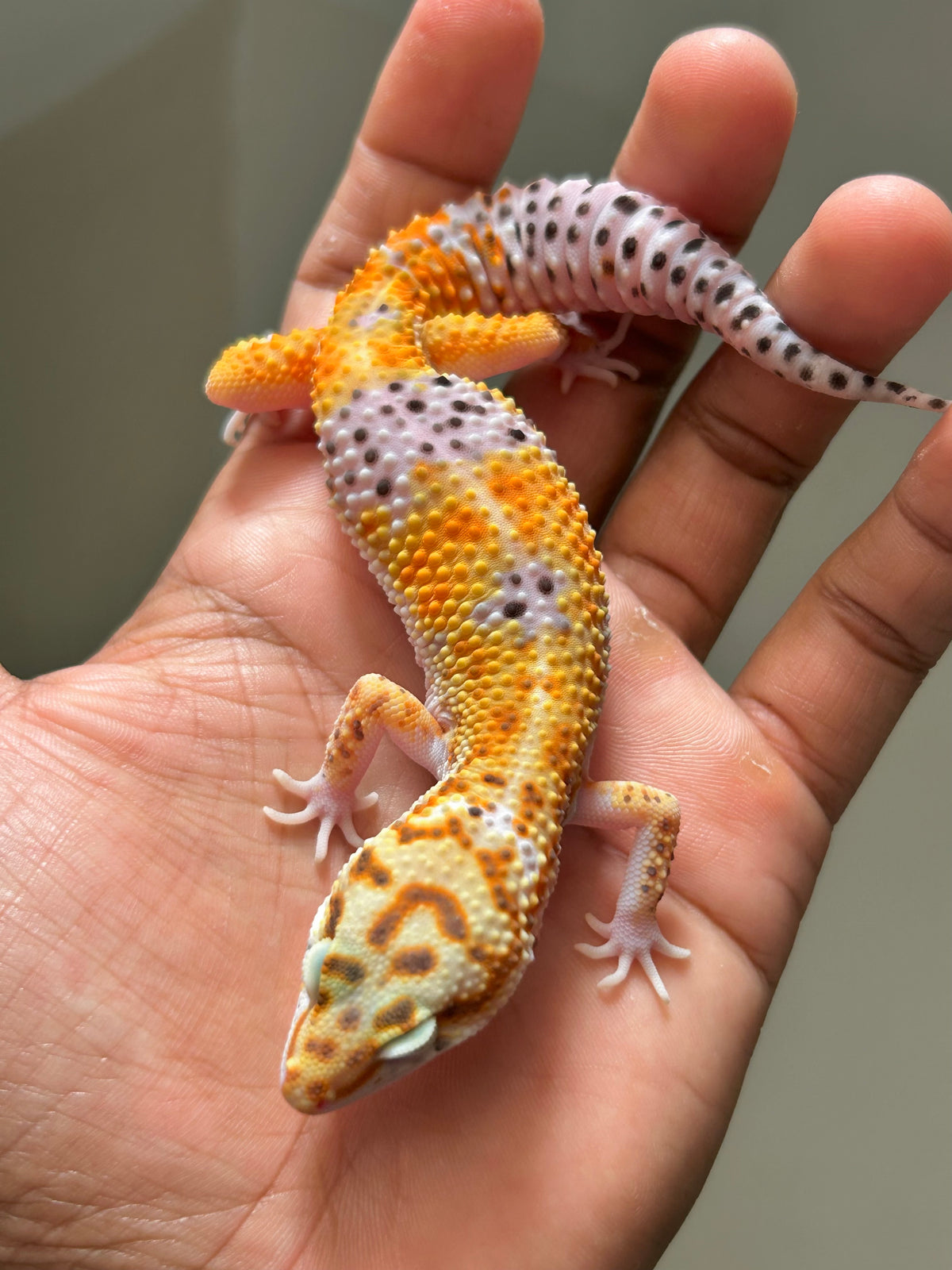 Gecko leopardo blood hembra