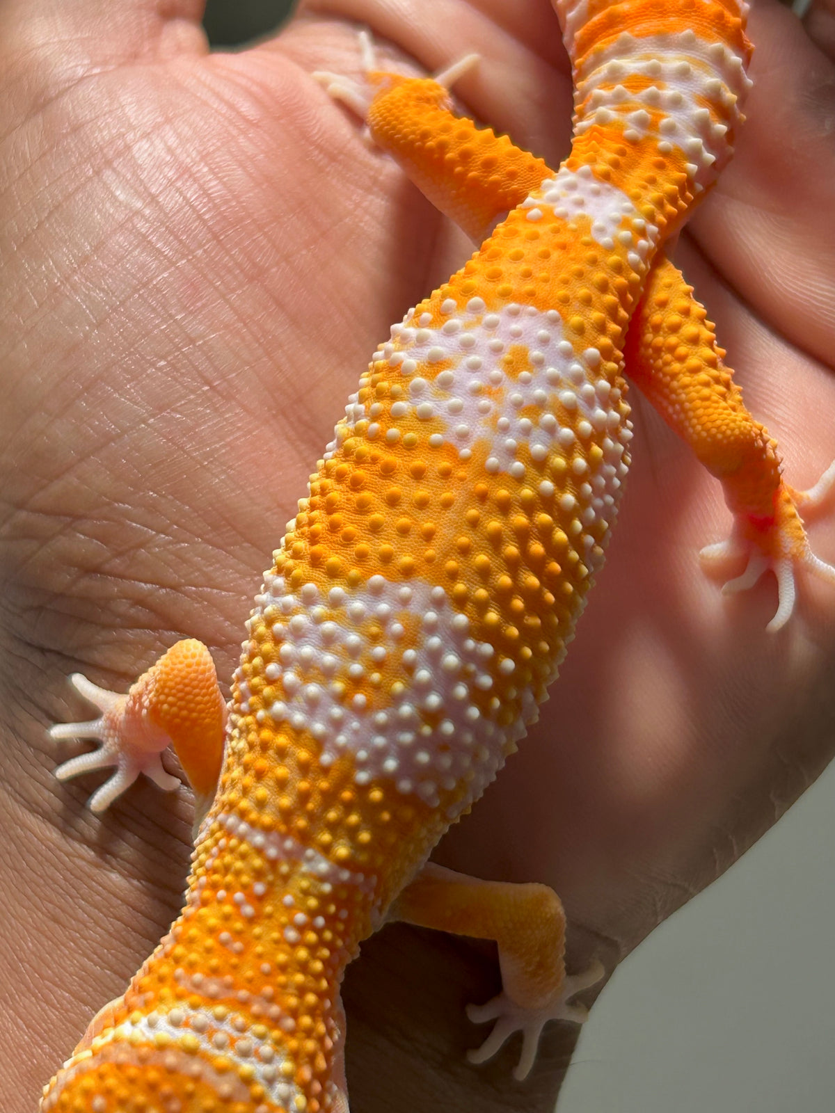 Gecko leopardo Blood Tremper