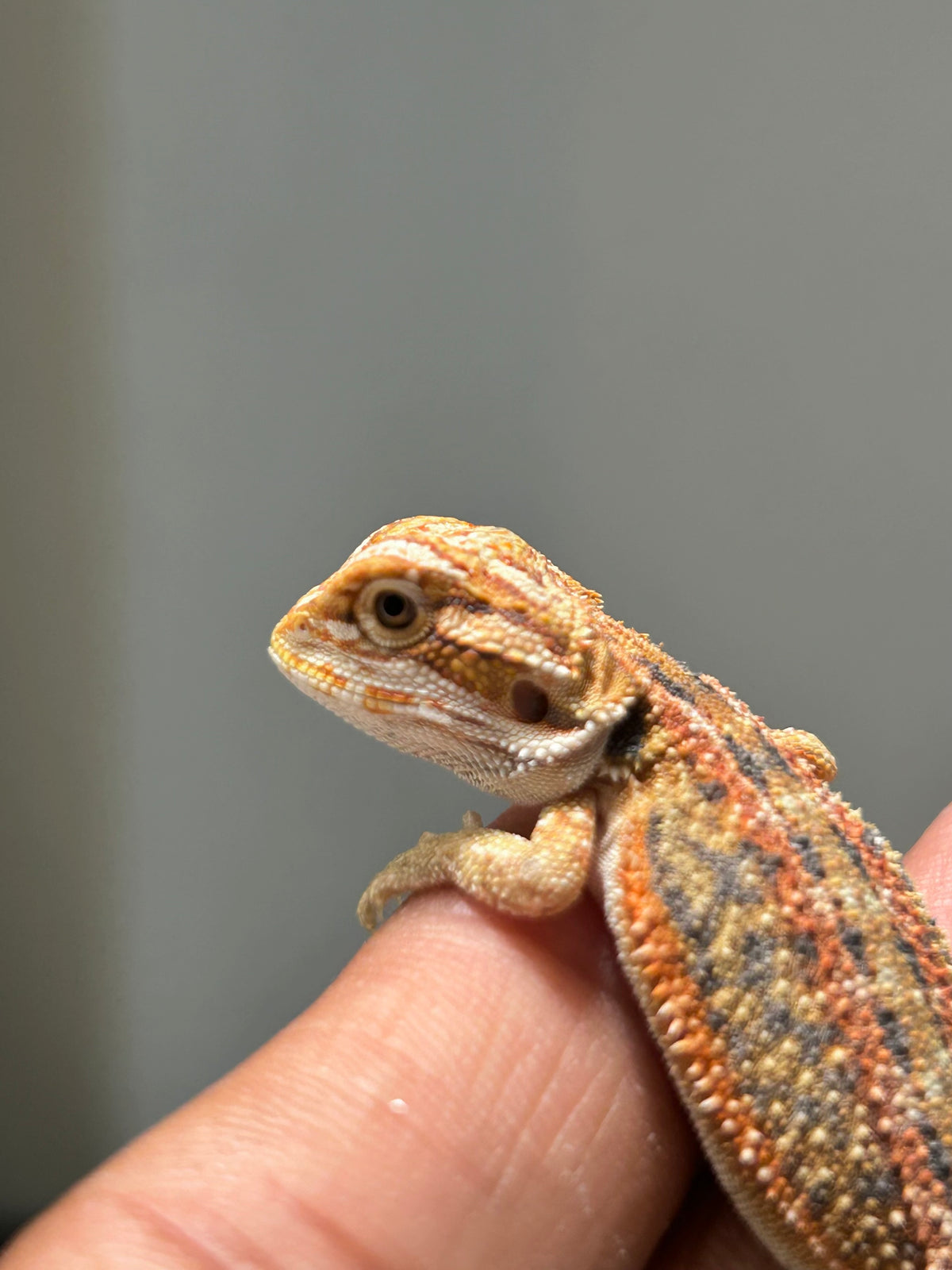 Pogona Orange macho