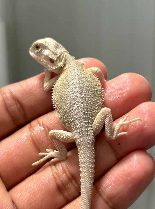Pogona hypo witblits macho