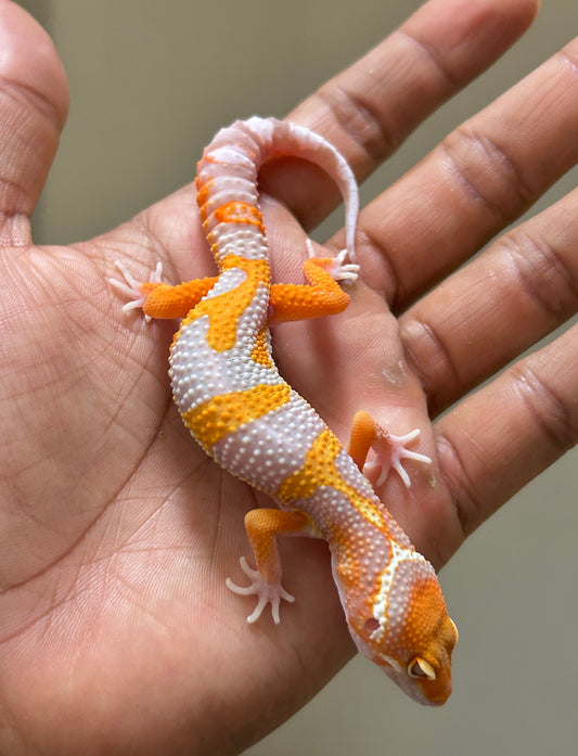 Gecko leopardo Red Diamond macho