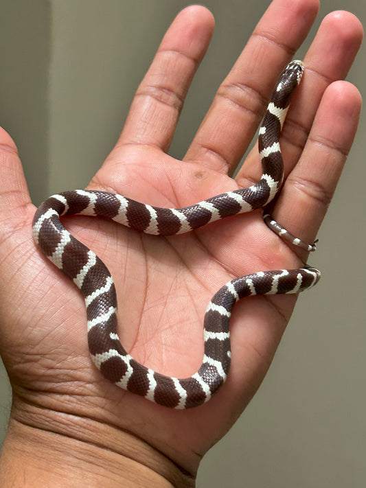 Serpiente rey de california macho