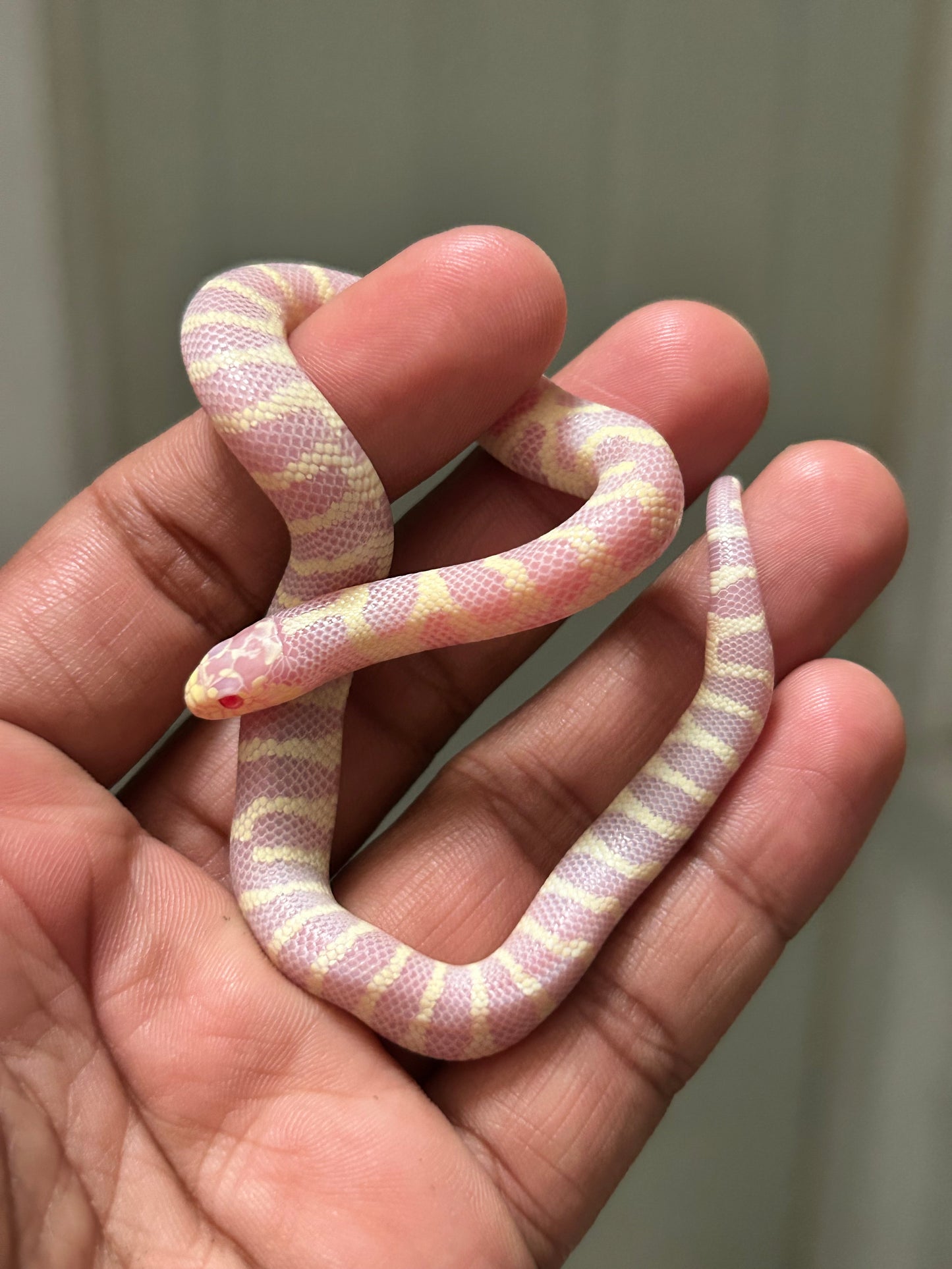 Serpiente rey de california albina hembra