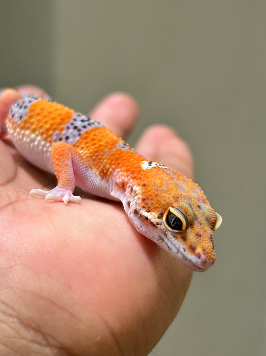 Gecko leopardo Blood inferno hembra