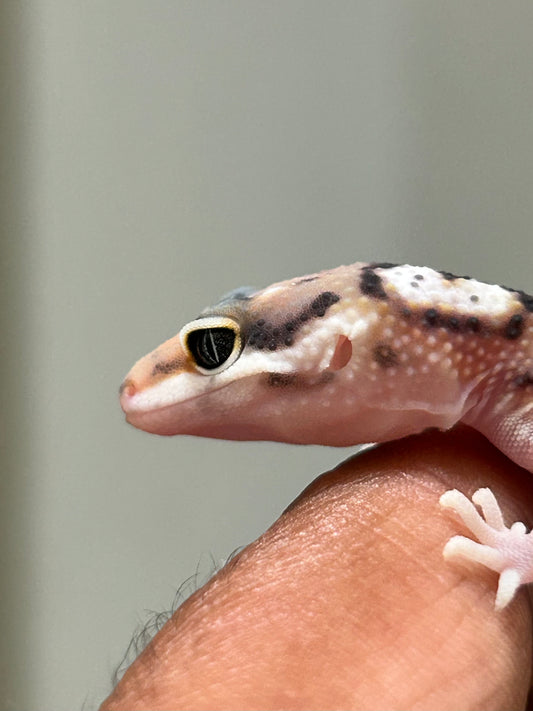 Gecko Leopardo stripe